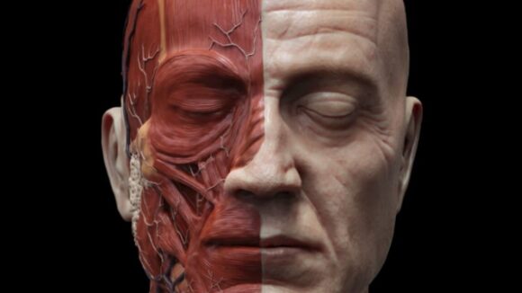 ANATOMÍA ESTÉTICA 3D